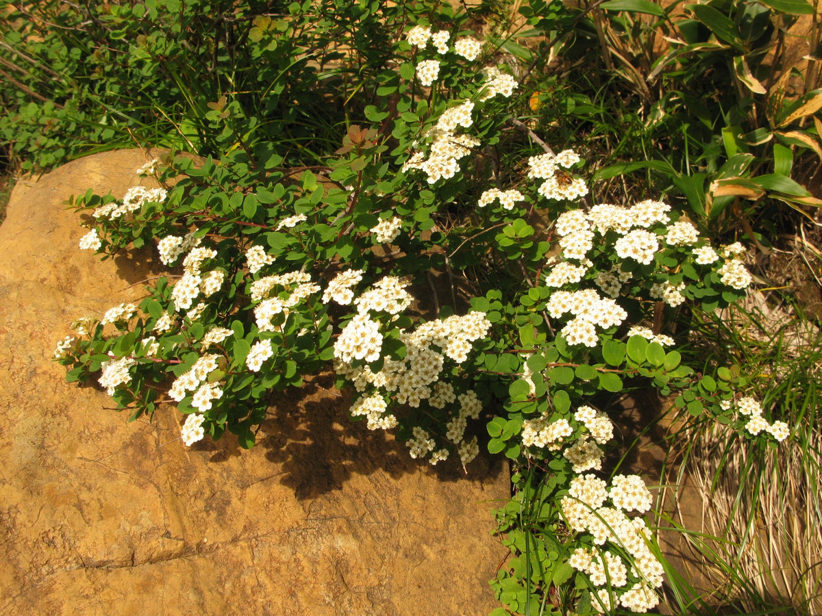 50 White CHINESE SPIREA Spiraea Chinensis Flower Bush Shrub Seeds