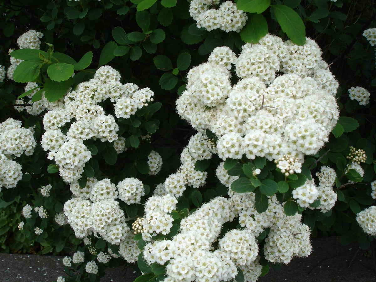 50 White CHINESE SPIREA Spiraea Chinensis Flower Bush Shrub Seeds