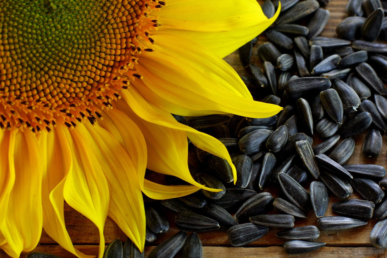 100 semillas de girasol de aceite negro Helianthus annuus, flor de colibrí amarilla
