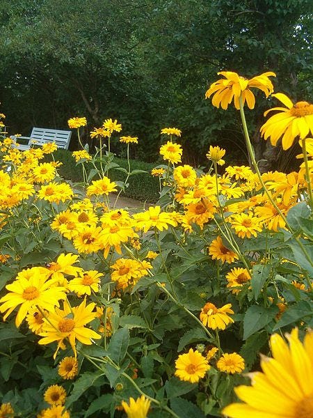 50 SUMMER SUN SUNDROPS Yellow Heliopsis Scabra False Sunflower Flower Seeds