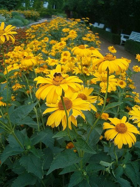 50 SUMMER SUN SUNDROPS Yellow Heliopsis Scabra False Sunflower Flower Seeds