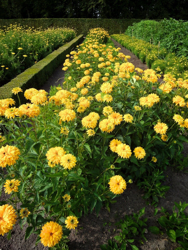 50 SUMMER SUN SUNDROPS Yellow Heliopsis Scabra False Sunflower Flower Seeds