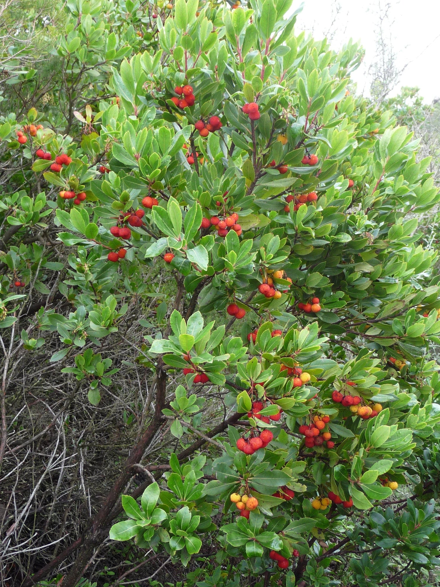 25 semillas de árbol de fresa (Arbutus unedo), árbol de frutos rojos comestibles, Killarney, Irlanda