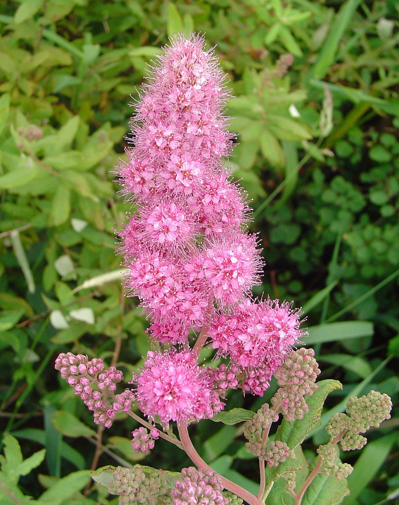 50 ROSE DOUGLAS SPIREA Pink Hardhack Steeple Bush Spiraea Douglasii Flower Shrub Seeds