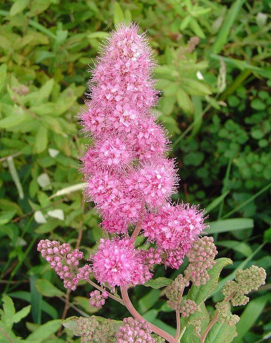 50 ROSE DOUGLAS SPIREA Pink Hardhack Steeple Bush Spiraea Douglasii Flower Shrub Seeds