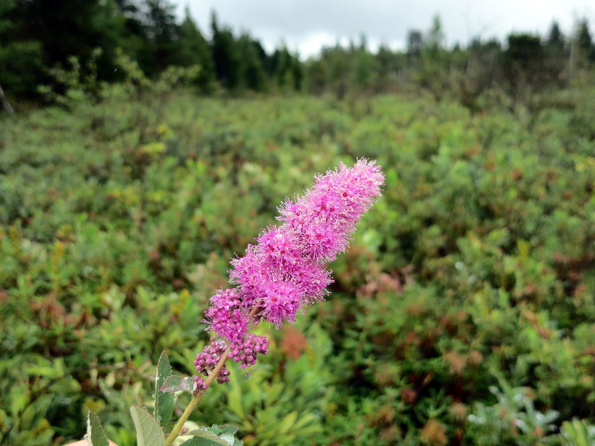 50 ROSE DOUGLAS SPIREA Pink Hardhack Steeple Bush Spiraea Douglasii Flower Shrub Seeds
