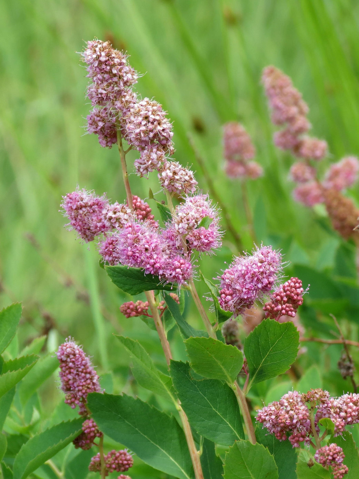 50 ROSE DOUGLAS SPIREA Pink Hardhack Steeple Bush Spiraea Douglasii Flower Shrub Seeds