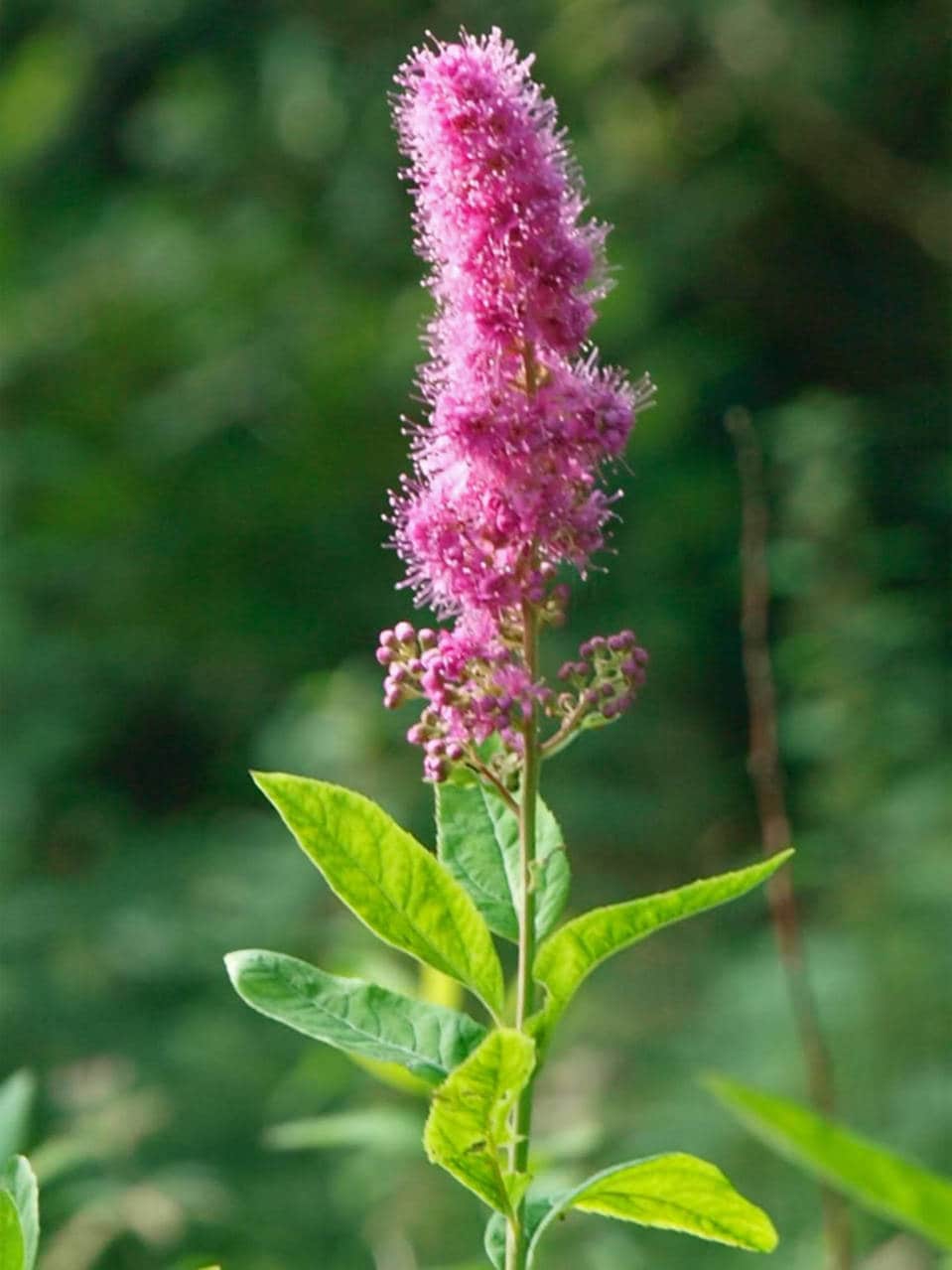 50 ROSE DOUGLAS SPIREA Pink Hardhack Steeple Bush Spiraea Douglasii Flower Shrub Seeds