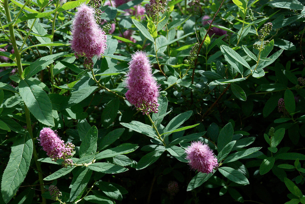 50 ROSE DOUGLAS SPIREA Pink Hardhack Steeple Bush Spiraea Douglasii Flower Shrub Seeds