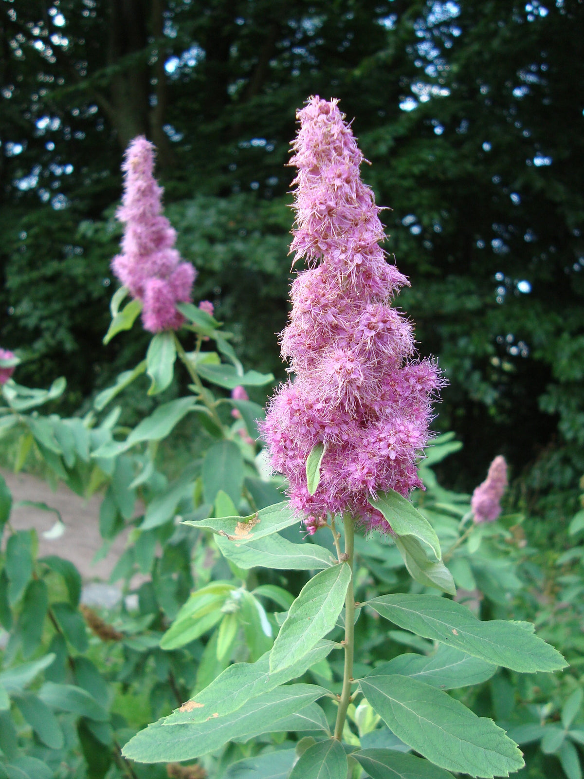 50 ROSE DOUGLAS SPIREA Pink Hardhack Steeple Bush Spiraea Douglasii Flower Shrub Seeds