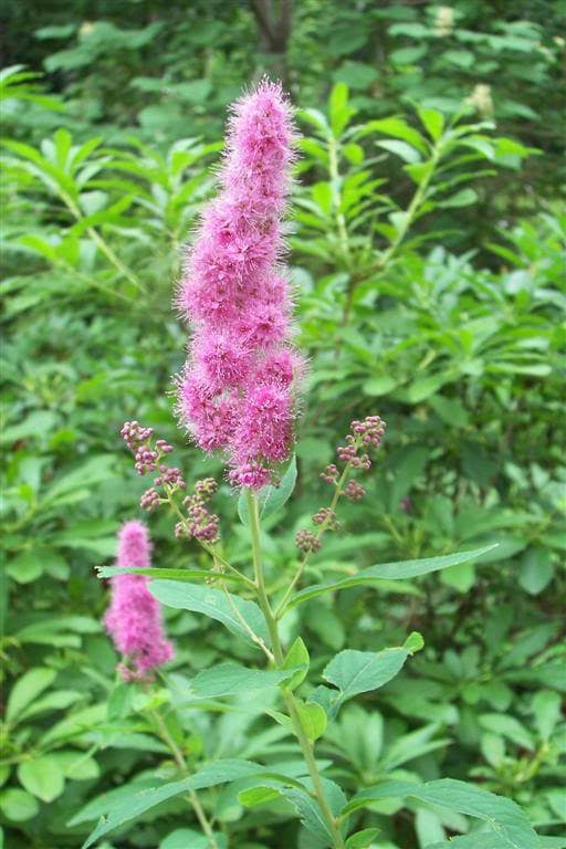 50 ROSE DOUGLAS SPIREA Pink Hardhack Steeple Bush Spiraea Douglasii Flower Shrub Seeds