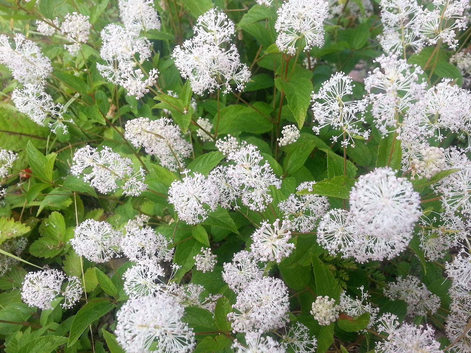 20 White NEW JERSEY TEA Hummingbird Flower Ceanothus Americanus Shrub Seeds