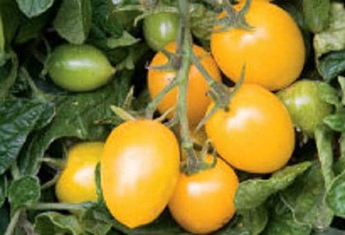 150 PLUM YELLOW TOMATO Lycopersicon Heirloom Indeterminate Fruit Vegetable Seeds