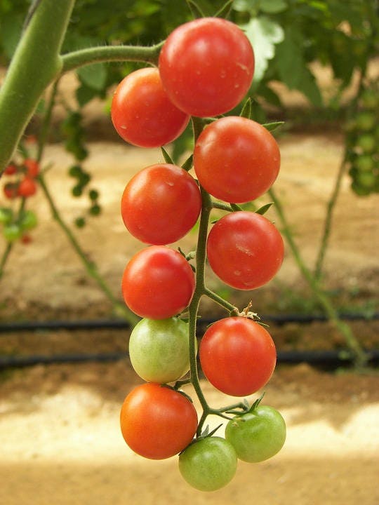 100 Red SWEETIE CHERRY TOMATO Super Sweet 1" Lycopersicon Fruit Vegetable Seeds