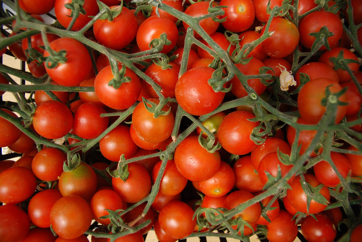 100 Red SWEETIE CHERRY TOMATO Super Sweet 1" Lycopersicon Fruit Vegetable Seeds