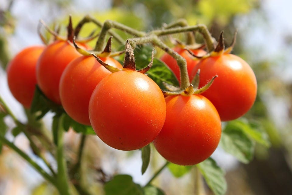 100 Red SWEETIE CHERRY TOMATO Super Sweet 1" Lycopersicon Fruit Vegetable Seeds