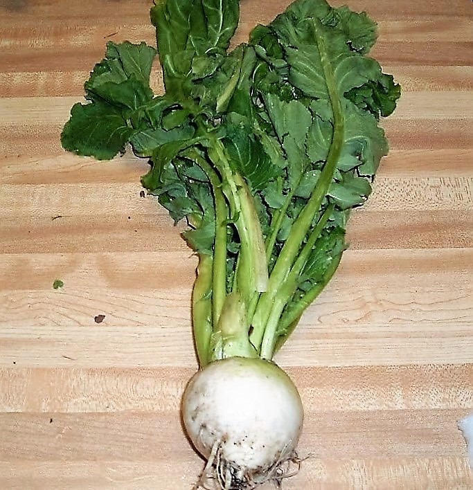3000 semillas de nabo Shogoin, Brassica rapa japonesa blanca, raíz y hojas verdes.