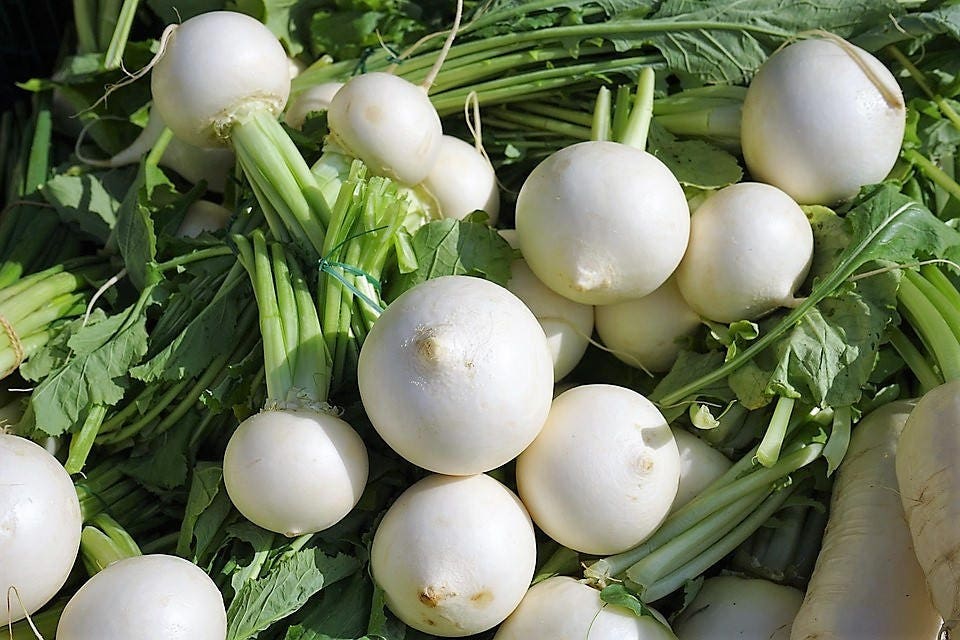 3000 semillas de nabo Shogoin, Brassica rapa japonesa blanca, raíz y hojas verdes.