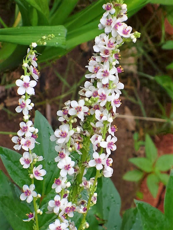 50 WEDDING CANDLES VERBASCUM Chaixii Album Mullein White Purple Flower Seeds