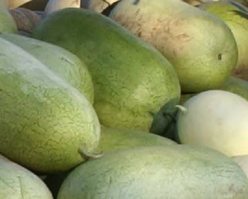 50 semillas de melón Charleston Gray Sandía Citrullus Lanatus Frutos Rojos