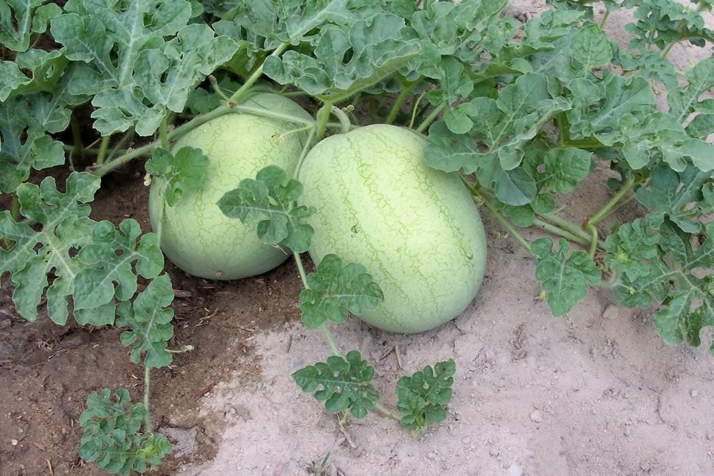 50 semillas de melón Charleston Gray Sandía Citrullus Lanatus Frutos Rojos