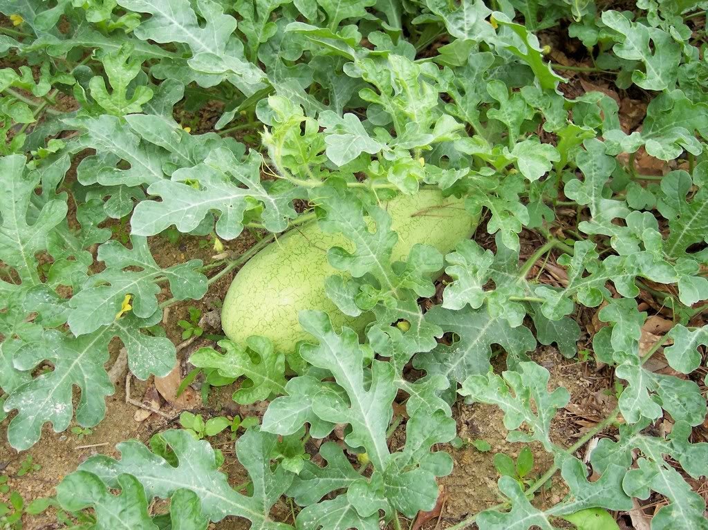 50 semillas de melón Charleston Gray Sandía Citrullus Lanatus Frutos Rojos