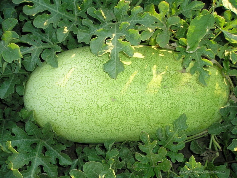 50 semillas de melón Charleston Gray Sandía Citrullus Lanatus Frutos Rojos