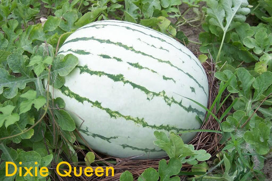50 semillas de sandía Dixie Queen, melón blanco y rojo Citrullus Lanatus, fruta de la vid