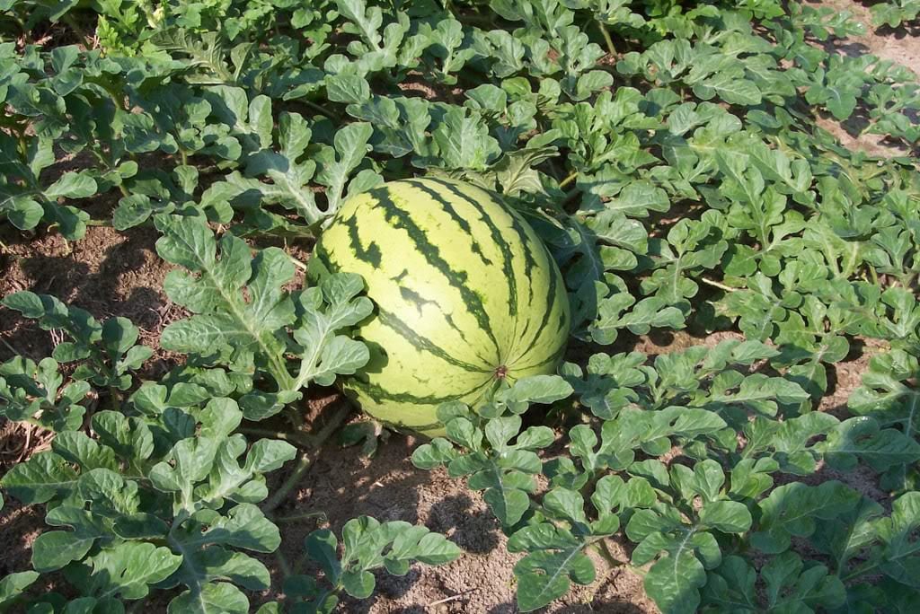 50 DIXIE QUEEN WATERMELON White & Red Citrullus Lanatus Melon Fruit Vine Seeds