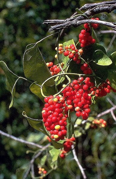 10 semillas de Carolina Moonseed, semillas de caracol/flor de coral, Cocculus carolinus