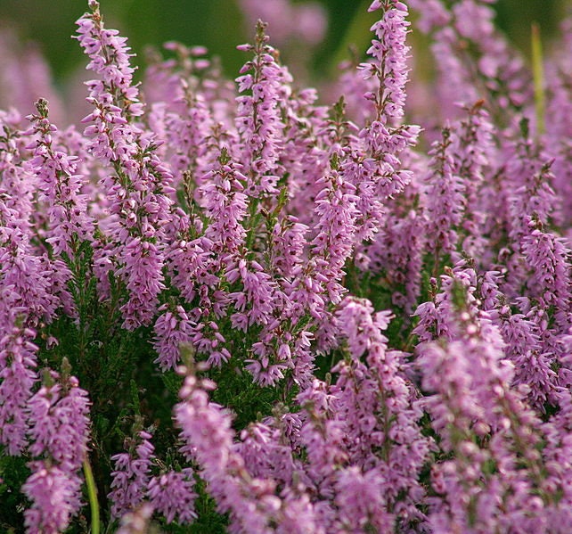 100 semillas de BREZO VERDADERO escocés, arbusto de flores púrpuras y rosas, Calluna vulgaris