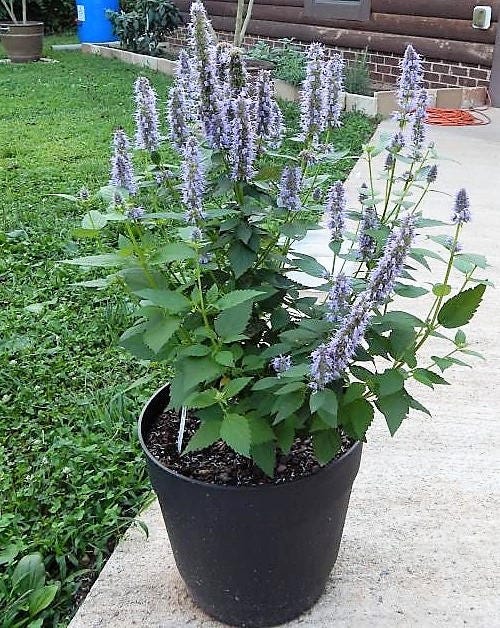 100 ORGANIC Superior LICORICE MINT Agastache Rugosa Korean Tea Herb Purple Flower Seeds