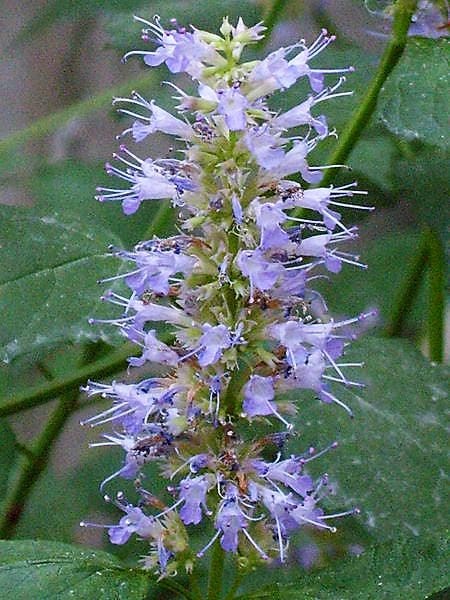100 ORGANIC Superior LICORICE MINT Agastache Rugosa Korean Tea Herb Purple Flower Seeds