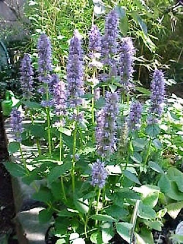100 ORGANIC Superior LICORICE MINT Agastache Rugosa Korean Tea Herb Purple Flower Seeds