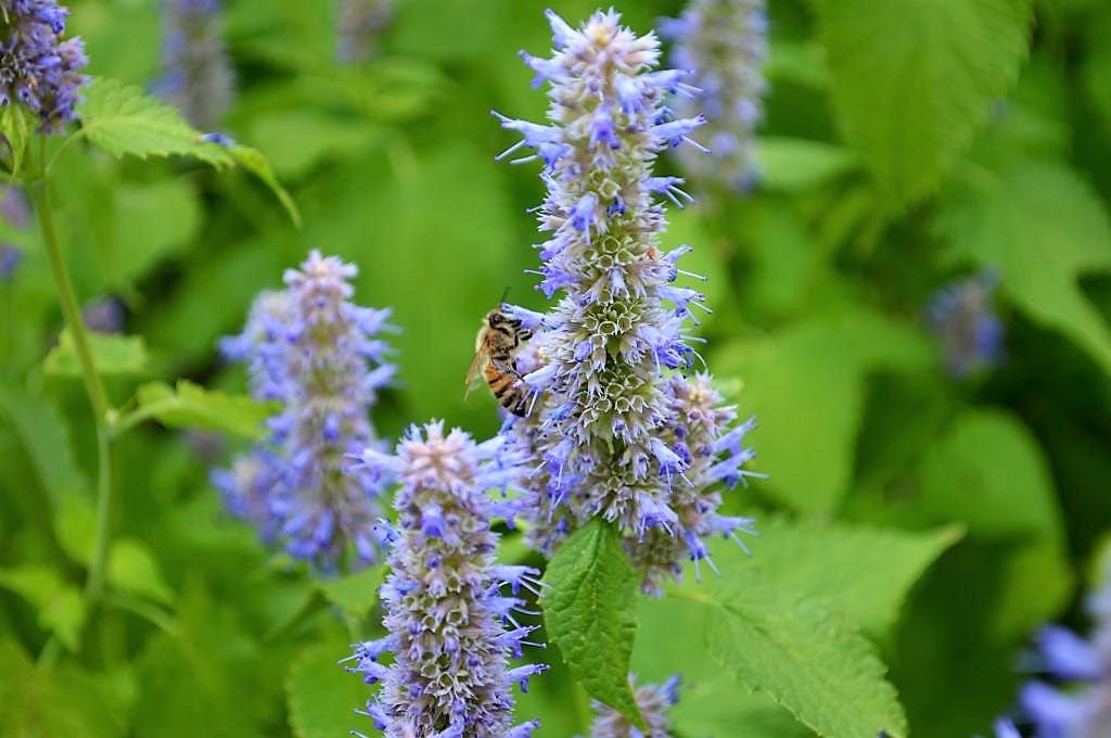 100 ORGANIC Superior LICORICE MINT Agastache Rugosa Korean Tea Herb Purple Flower Seeds