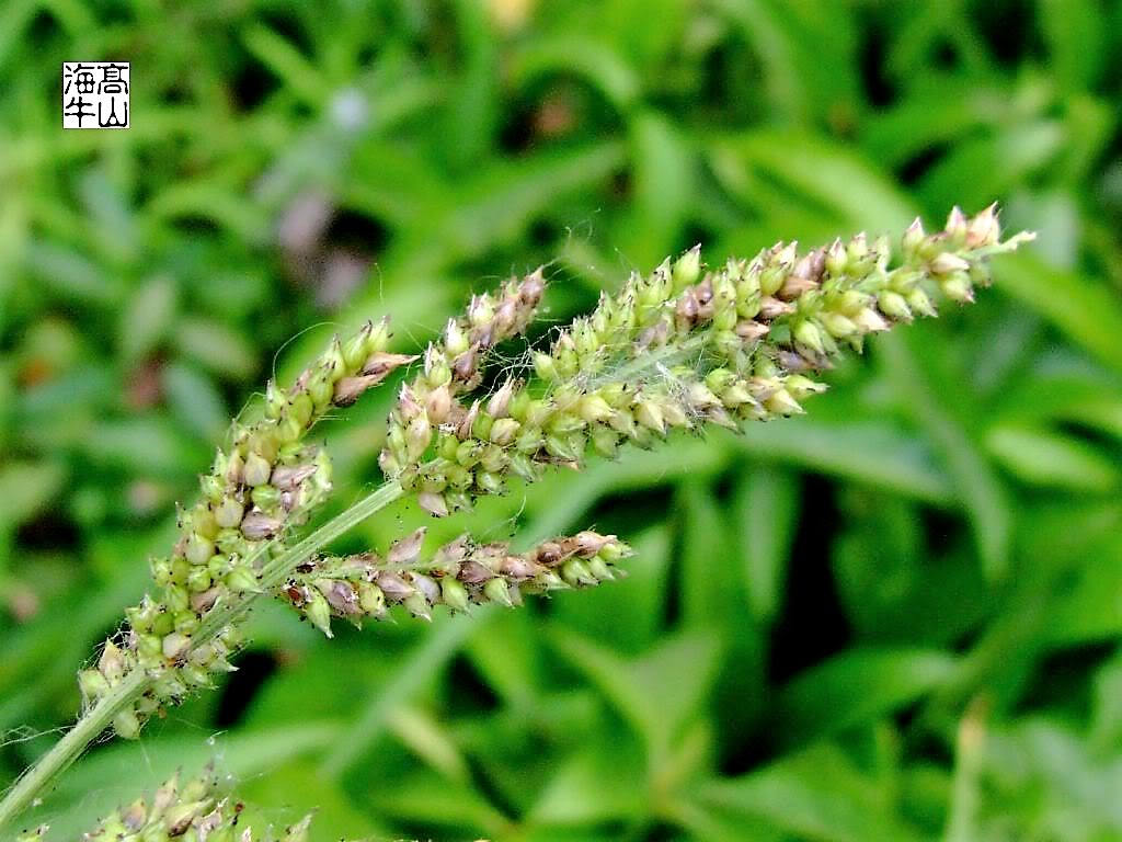 150 JAPANESE MILLET Billion Dollar Grass Grain Echinochloa Frumentacea Seeds