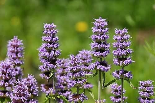 200 semillas de flores de menta de madera morada Blephilia Ciliata Downy Pagoda Horsemint