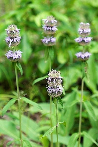 200 semillas de flores de menta de madera morada Blephilia Ciliata Downy Pagoda Horsemint