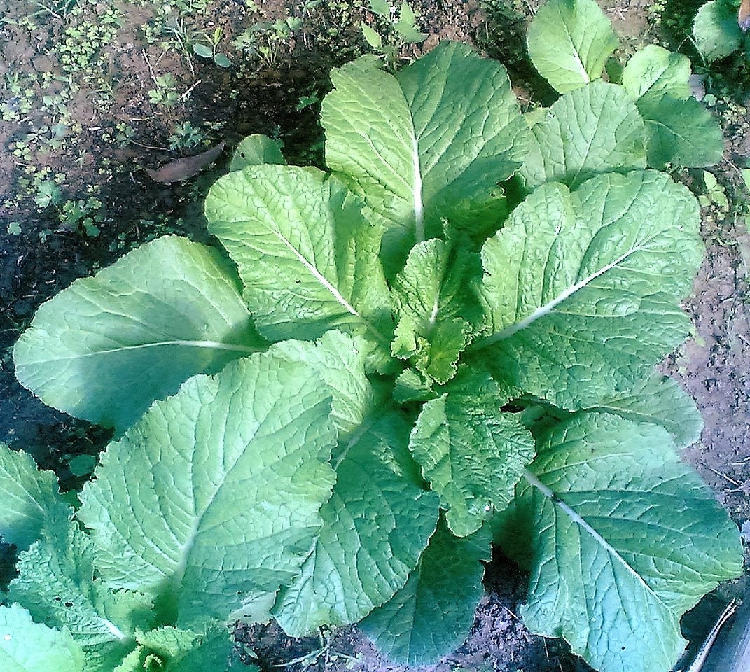 3000 semillas de mostaza de hoja ancha de Florida Brassica Juncea