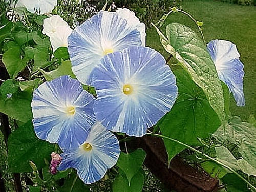 50 Semillas de Ipomoea Purpurea, enredadera de flores de gloria de la mañana, platillos voladores azules y blancos