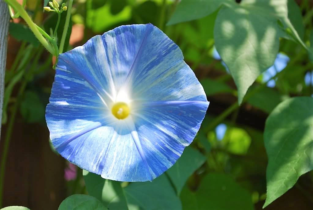 50 Blue & White FLYING Saucers MORNING GLORY Flower Vine Ipomoea Purpurea Seeds