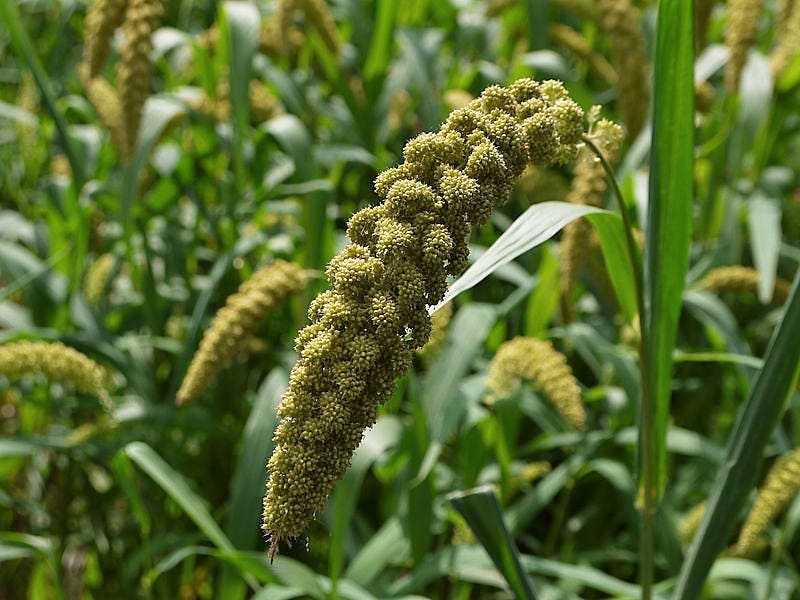 50 LIMELIGHT SPRAY MILLET Light Lime Green Flower Setaria Italica Grass Seeds