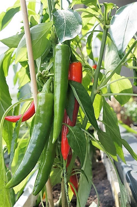 25 semillas de pimiento verde oscuro coreano orgánico Lady Han Hot Chili Long Red Capsicum Annuum
