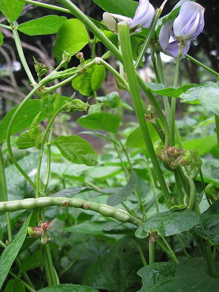 50 PURPLE PINKEYE COWPEA Southern Cow Pea Crowder Vigna Unguiculata Vegetable Legume Seeds