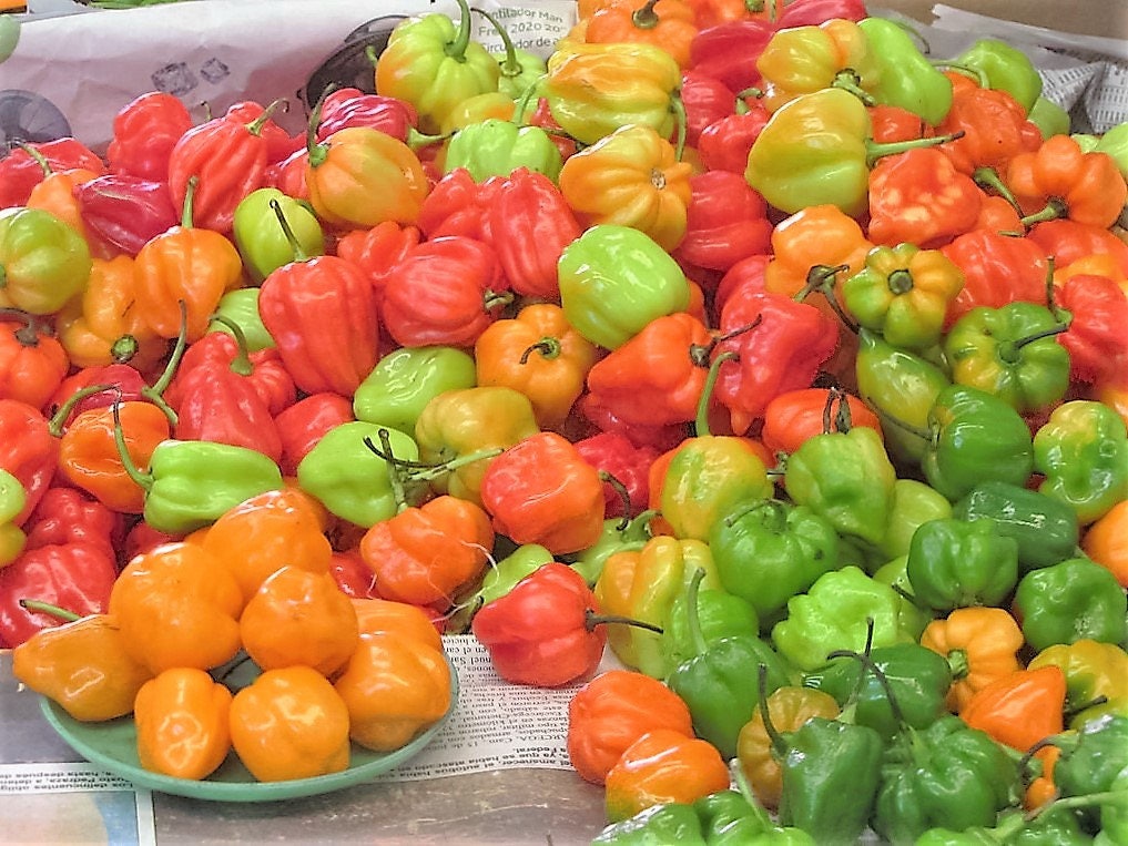 50 semillas mixtas de chile habanero picante rojo, naranja, blanco y marrón.