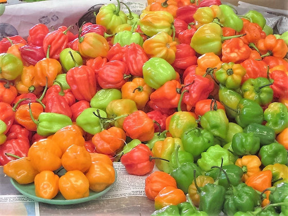 50 semillas mixtas de chile habanero picante rojo, naranja, blanco y marrón.