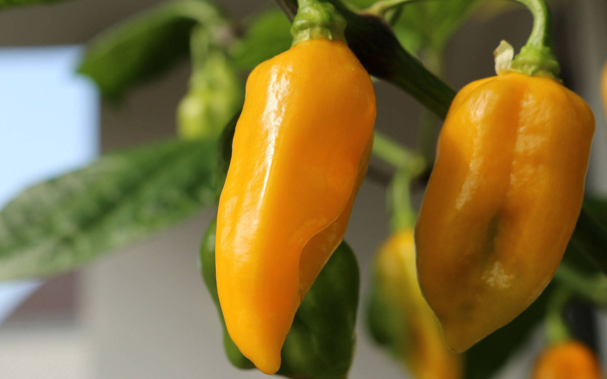 50 semillas mixtas de chile habanero picante rojo, naranja, blanco y marrón.