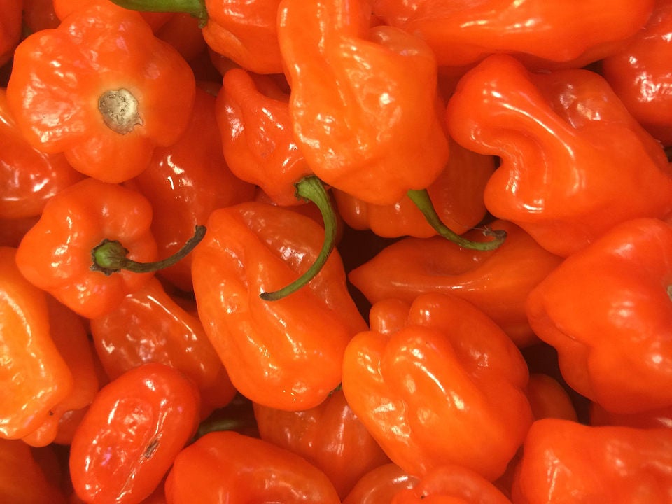50 semillas mixtas de chile habanero picante rojo, naranja, blanco y marrón.