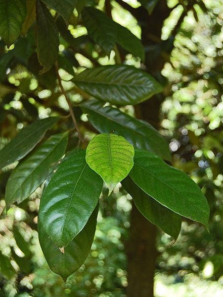 1 Semilla de árbol de nuez moscada Myristica Fragrans Pala MACE Fruta Nuez Pastel de calabaza Especia