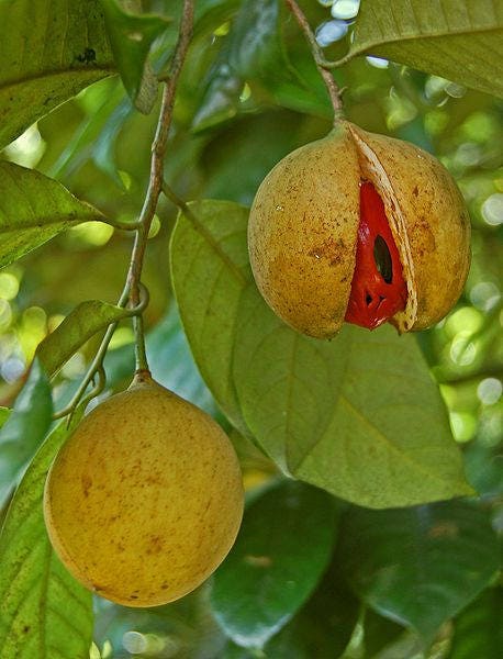 1 Semilla de árbol de nuez moscada Myristica Fragrans Pala MACE Fruta Nuez Pastel de calabaza Especia
